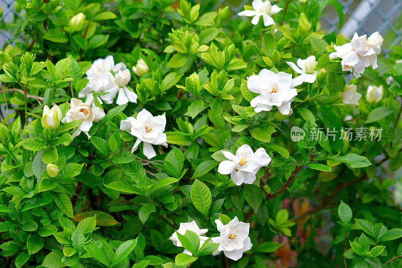 栀子花/普通栀子花:常绿灌木，白色花，非常芳香